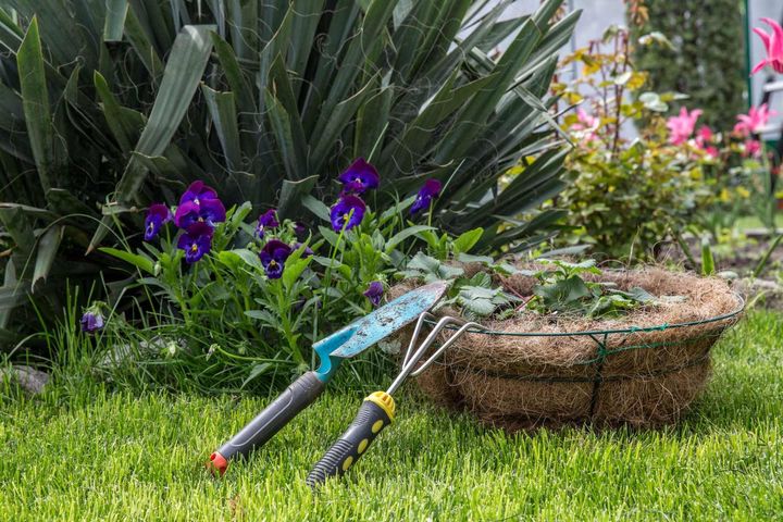 Explore Smart Gardening Tips: Plant Care Advice, Landscaping Suggestions, Garden Planning & Helpful Insights