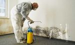 Complete Guide to Mold Remediation Services: Process, Costs, and Prevention